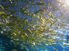 -太平洋海底世界