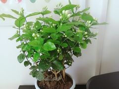 -梅纳·钢琴声乐架子鼓Mena Music(双井店)