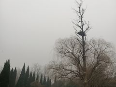-洛阳白马寺