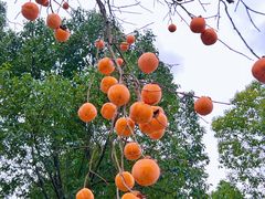 -如意山房柿子树下餐厅