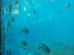 -瑞德姆美人鱼海底演艺主题餐厅(亚龙湾店)