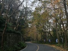 -龙井村