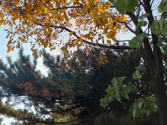 -香山公园