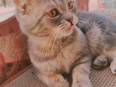 -猫咪派对(江南西店)