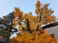 -大觉寺-停车场