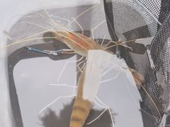 -DGE季风钓虾营地·团建·聚会