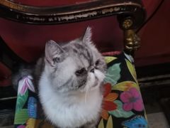 -猫色咖啡·猫咖