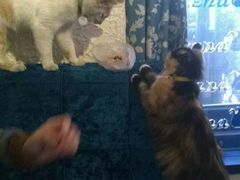 -Sirena海妖日咖夜酒