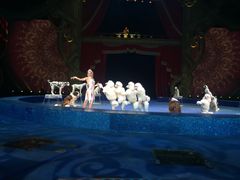 -珠海横琴长隆《卡卡虎奇遇记》