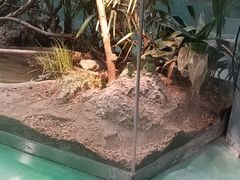 -上海大自然野生昆虫馆(东方明珠·爬宠昆虫探索中心)