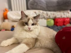 -猫大福·Fortune Cat猫舍(百子湾店)