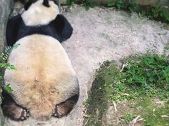 -都江堰中华大熊猫苑