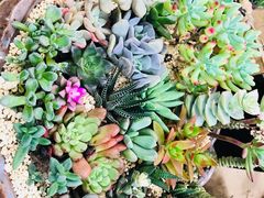 -秦美花卉(天朗·莱茵小城2期店)