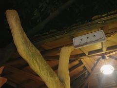 -天门沟九州驿站树上汤泉