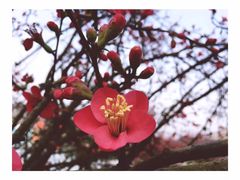 -秀丽东方