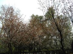-武汉大学-樱园