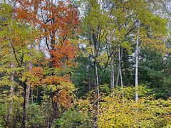 -五营红松林海景区
