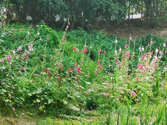 -大兴滨河森林公园