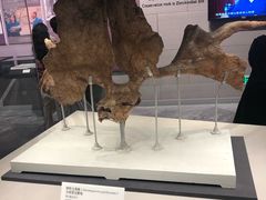 -北京周口店北京人遗址博物馆