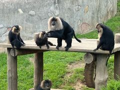 -大连森林动物园