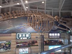 -正佳自然科学博物馆