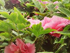 -莲花池公园