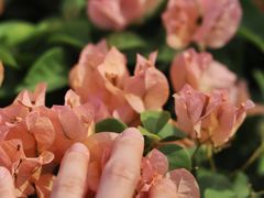 -厦门园林博览苑