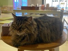 -藏猫猫咖啡主题馆(中央大道店)