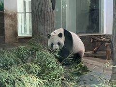 -安吉竹博园