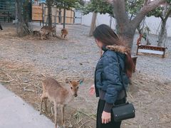-鹿境梅花鹿生态园区