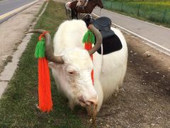 -青海湖国家重点风景名胜区