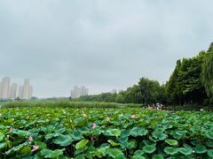-前关湿地公园