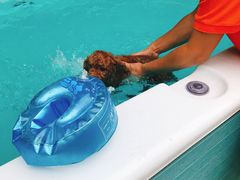 -翊宠yipet猫狗购宠庄园犬舍•猫舍