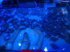 -十六蒲(桂林路店)