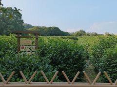 -中国茶叶博物馆(双峰馆区)