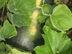 -重元寺香积厨素斋馆