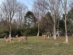 -苏州太湖国家湿地公园