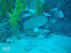 -芜湖新华联大白鲸海洋公园