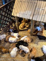 -酷嗒动物文化乐园(cutezoo西溪乐天城店)