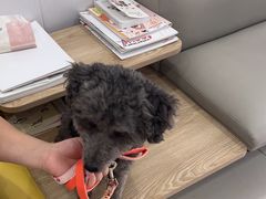 -思琪宠物医院(昆山花桥店)