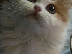 -momokira米努特·德文卷毛猫·棉花面纱犬