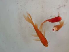 -湖畔居茶楼(湖滨店)