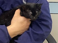 -中农国际动物医院24小时·猫科·骨科·急重症中心