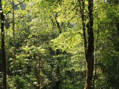 -云南屏边大围山国家公园