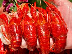 -杨氏青龙虾·羊蝎子(珠江路店)