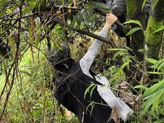 -铁山坪森林公园