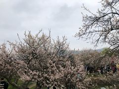 -香雪海