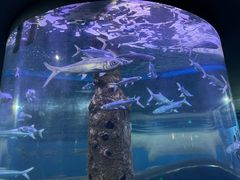 -厦门海底世界