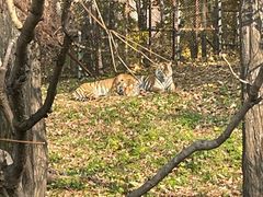 -哈尔滨北方森林动物园