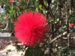 -瑞丽独树成林风景区